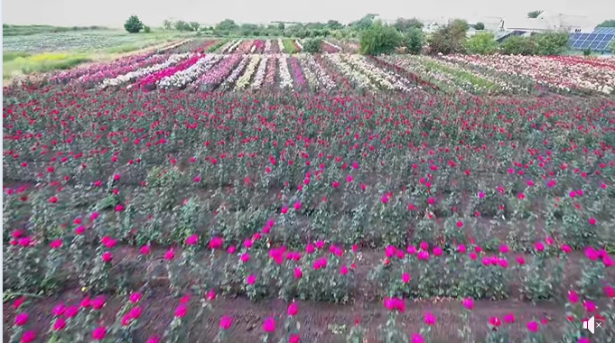 Під Одесою у новому будинку загинула сім'я королеви троянд: сиротами залишилися син і величезні поля квітів