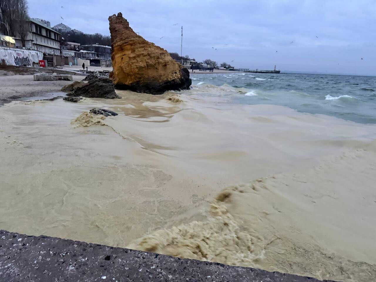 В Одесской области зафиксировали загрязнение прибрежной зоны и гибель птиц: в ГВА объяснили, что произошло. Фото и видео