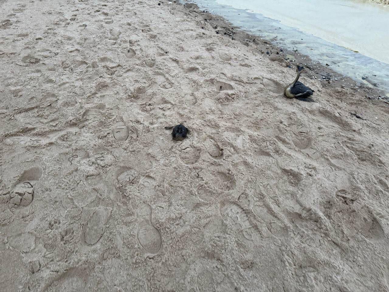 В Одесской области зафиксировали загрязнение прибрежной зоны и гибель птиц: в ГВА объяснили, что произошло. Фото и видео