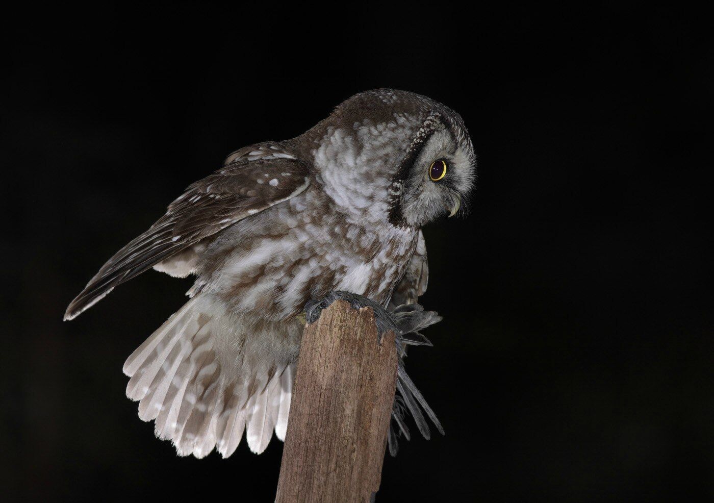 Символ богині Афіни: на Одещині помітили унікального птаха. Фото