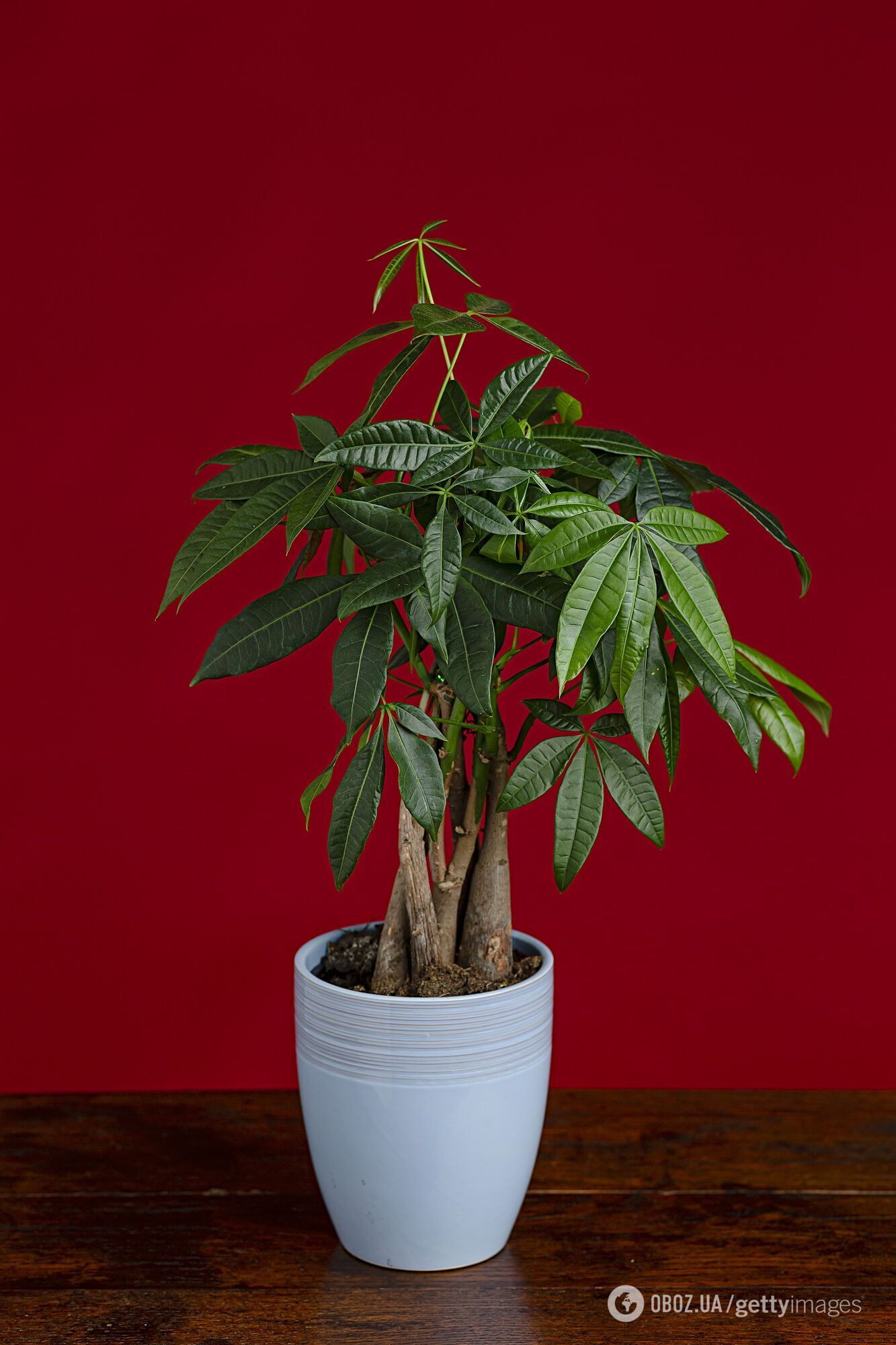 Запрограмовані на удачу: які кімнатні рослини принесуть вам щастя у 2026 році