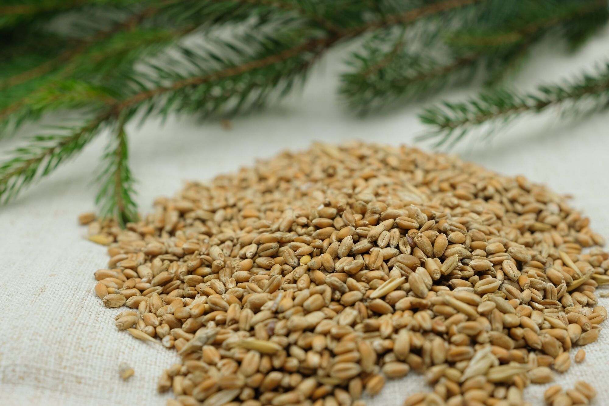 Що додати у кутю, щоб вийшла ще смачнішою і ароматнішою: зіркова порада. Рецепт