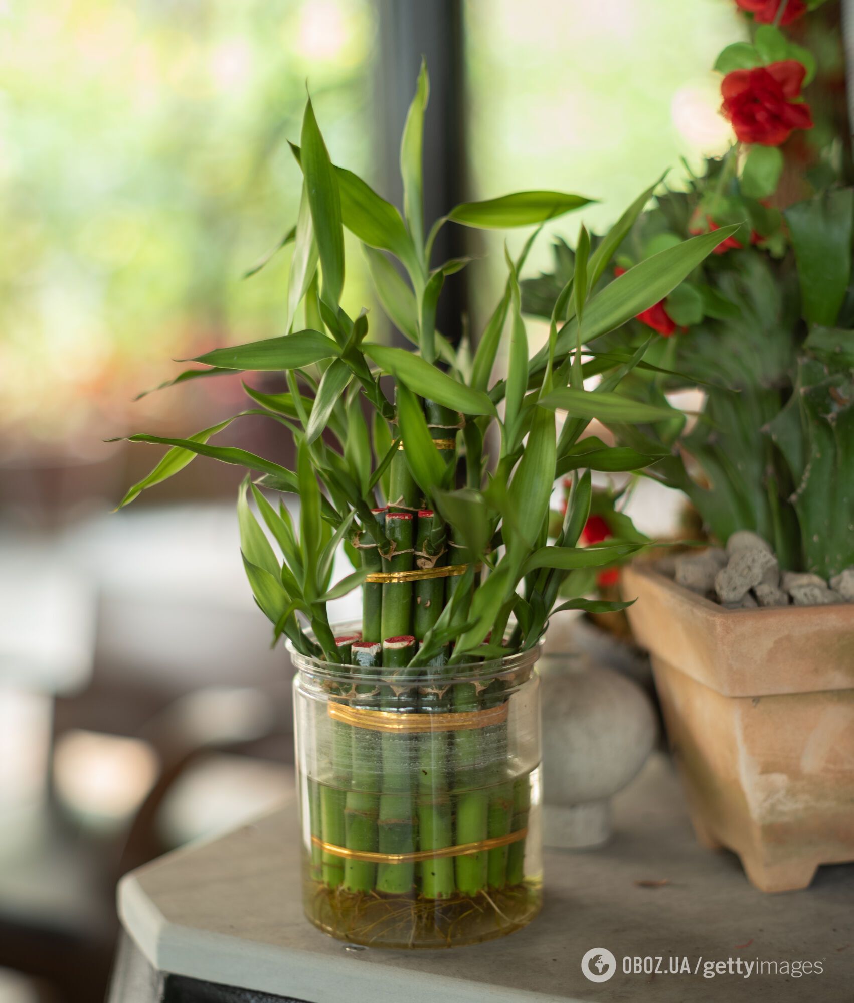 Запрограмовані на удачу: які кімнатні рослини принесуть вам щастя у 2026 році