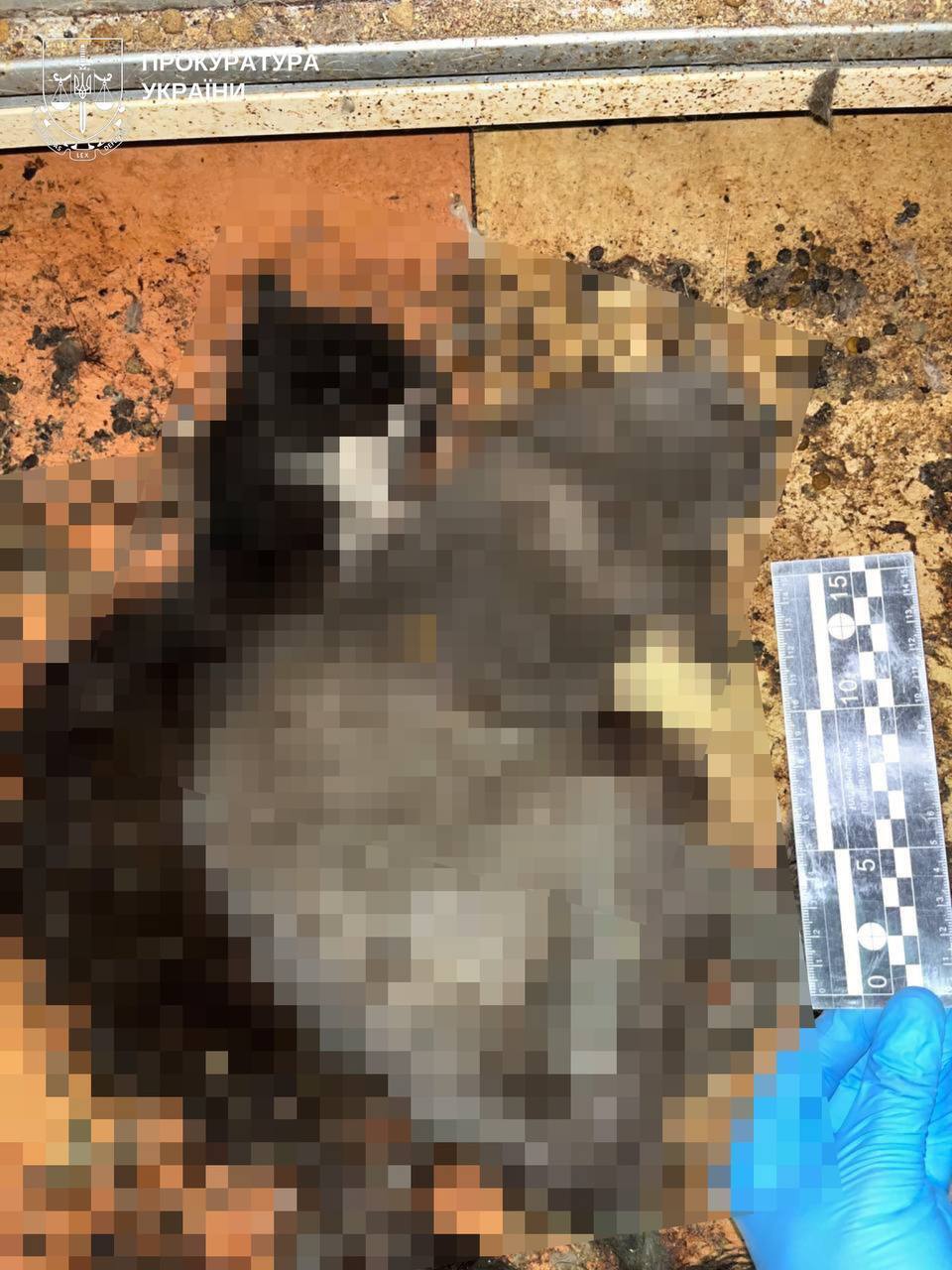 На Київщині в притулку для тварин загинуло понад 50 котів. Подробиці справи та фото