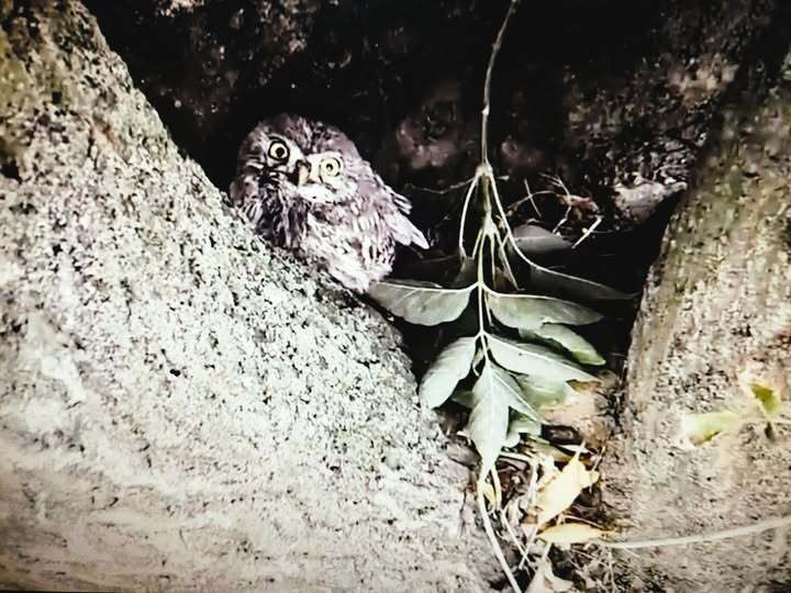 Символ богині Афіни: на Одещині помітили унікального птаха. Фото