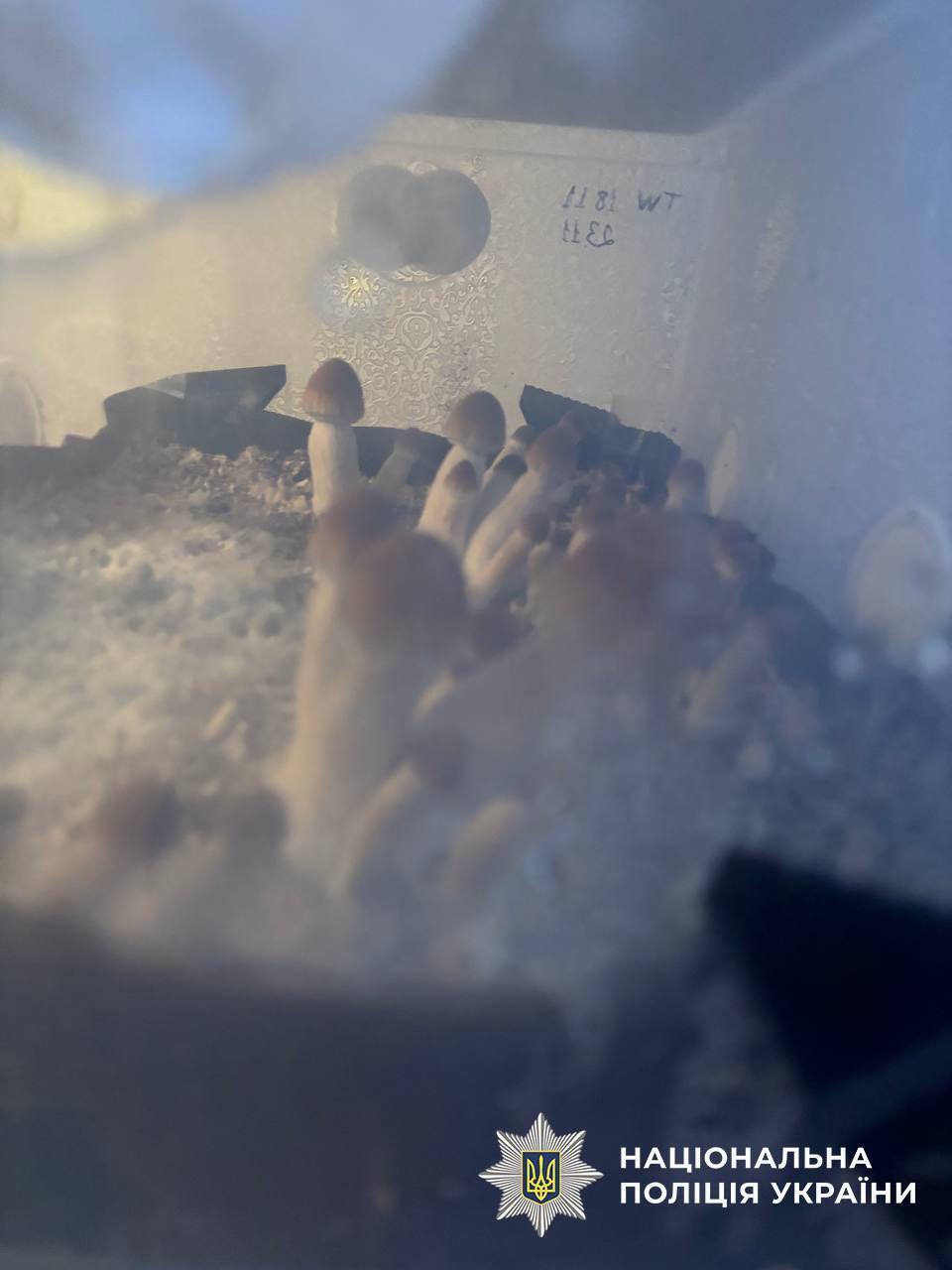 У Києві чоловік продавав наркотики під виглядом шоколадок: у нього вилучили "товару" на понад 1 млн грн. Фото