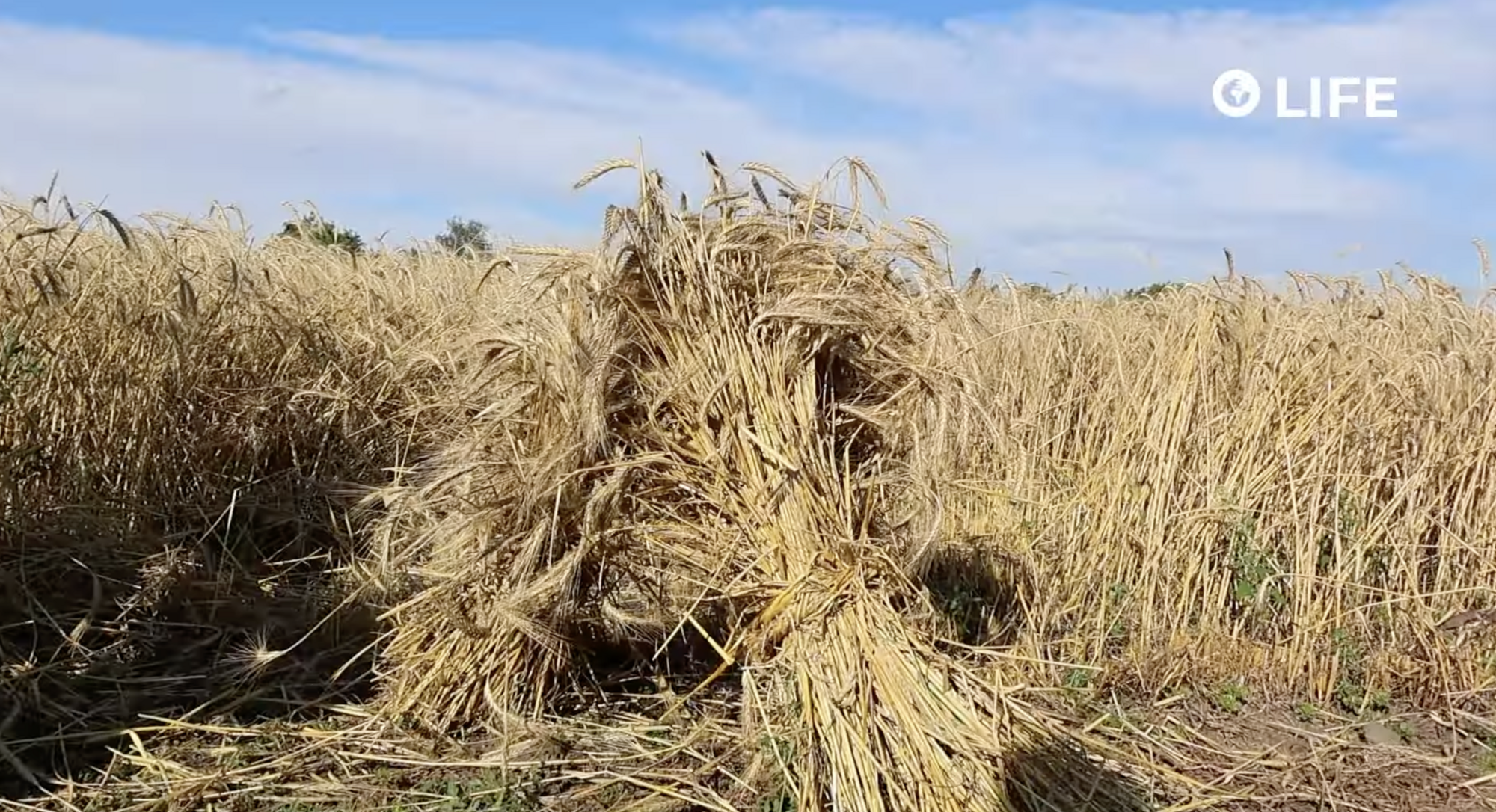 Видимое невидимое – Полтавщина: OBOZ.UA начал новый проект об Украине и украинцах. Видео