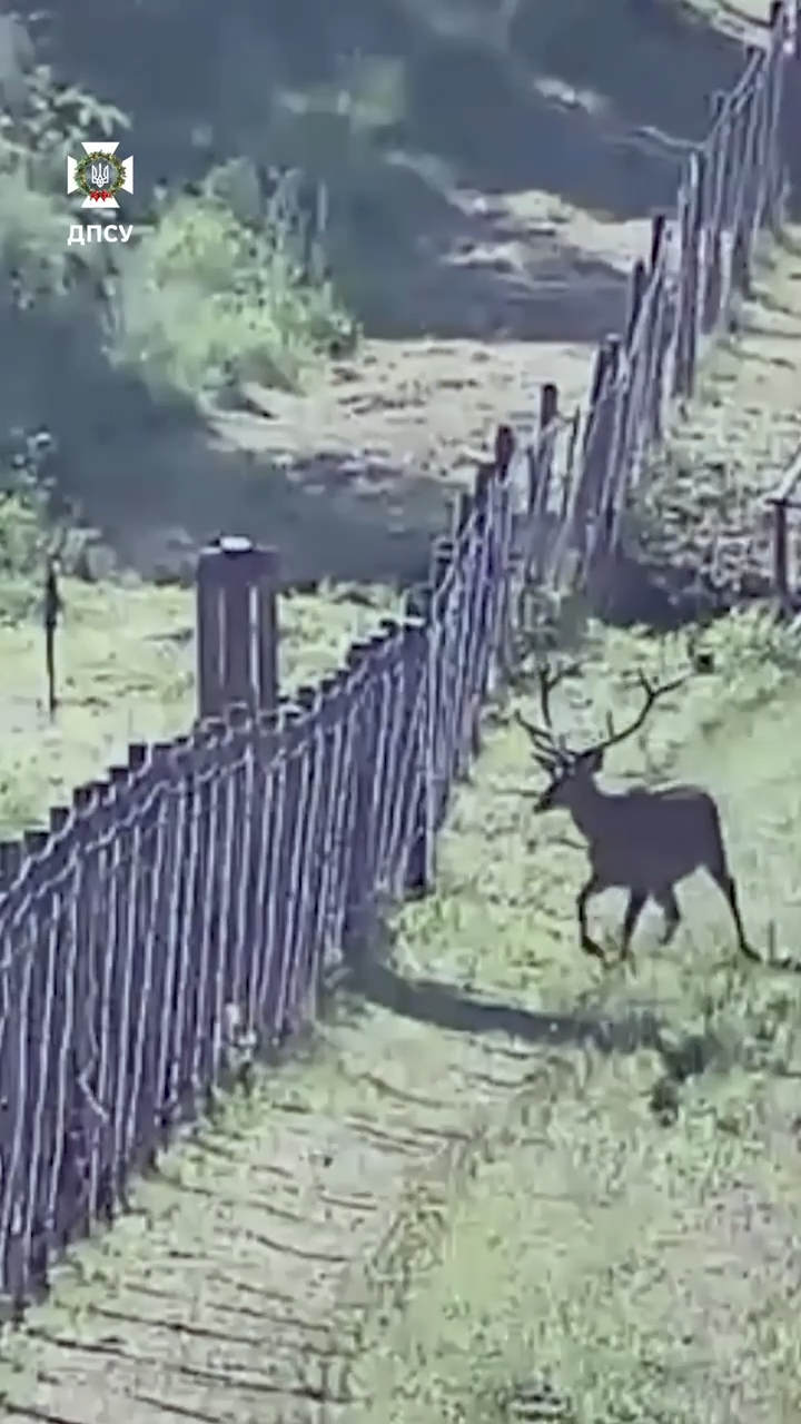 "Без лишних хлопот пересекали границу": в ГПСУ показали представителей дикой фауны, которых "поймала" камера. Видео
