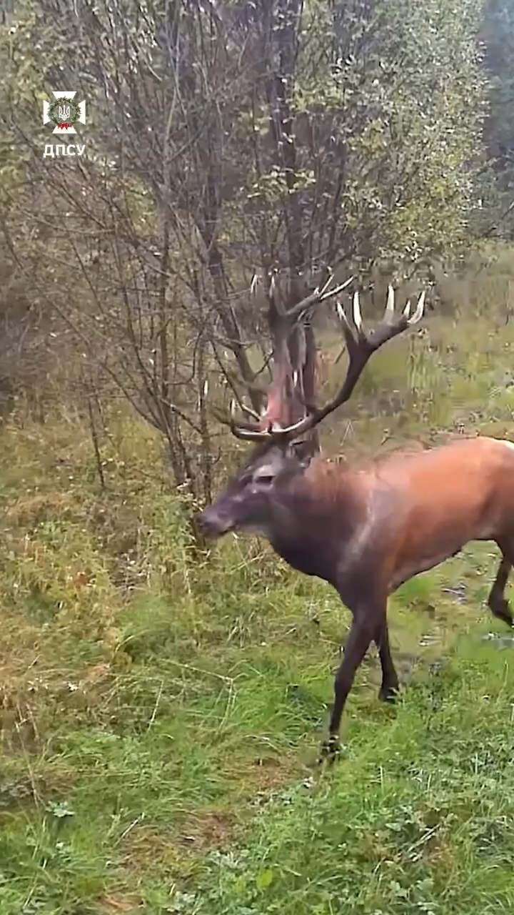 "Без лишних хлопот пересекали границу": в ГПСУ показали представителей дикой фауны, которых "поймала" камера. Видео