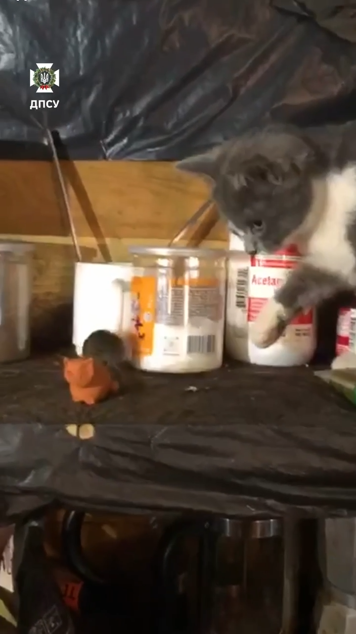 "Без лишних хлопот пересекали границу": в ГПСУ показали представителей дикой фауны, которых "поймала" камера. Видео