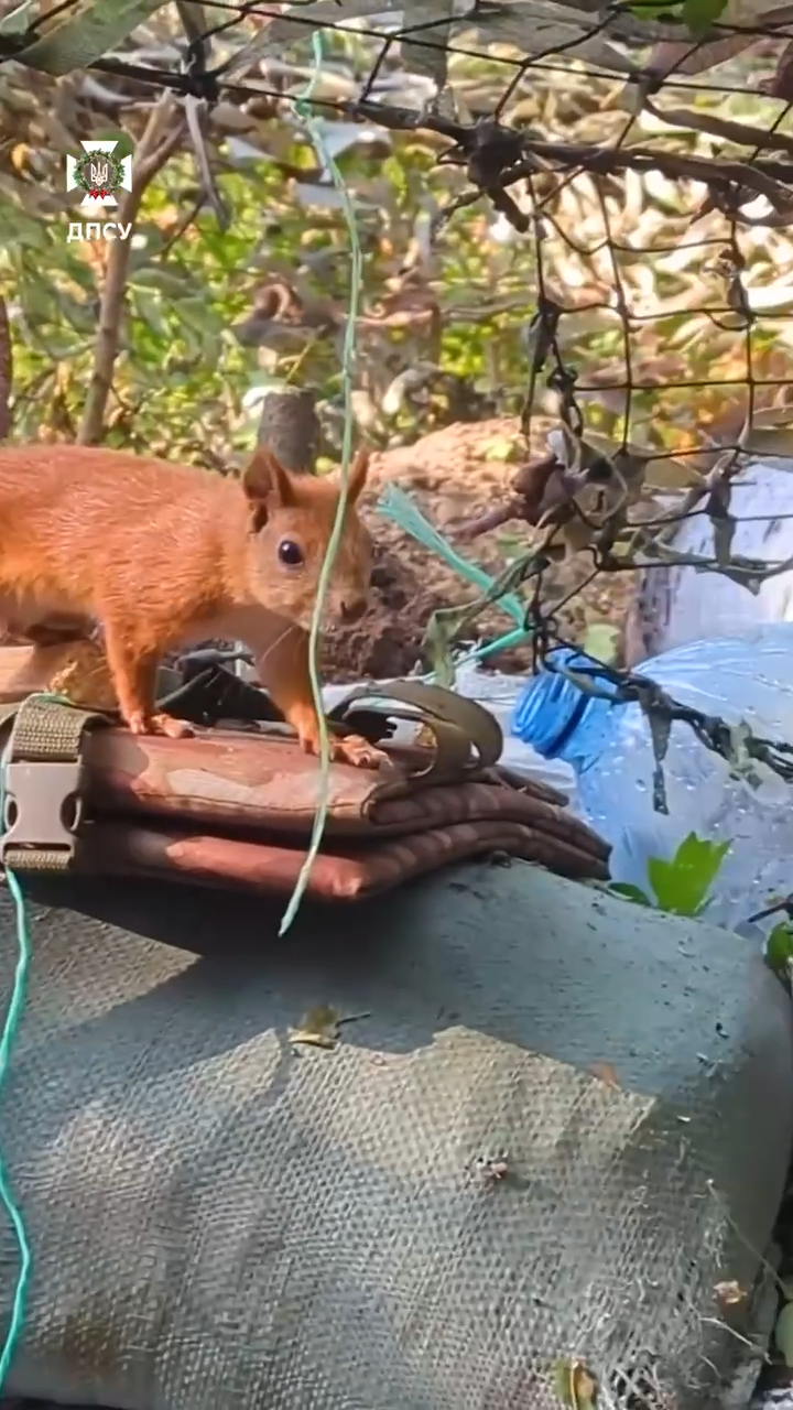 "Без лишних хлопот пересекали границу": в ГПСУ показали представителей дикой фауны, которых "поймала" камера. Видео