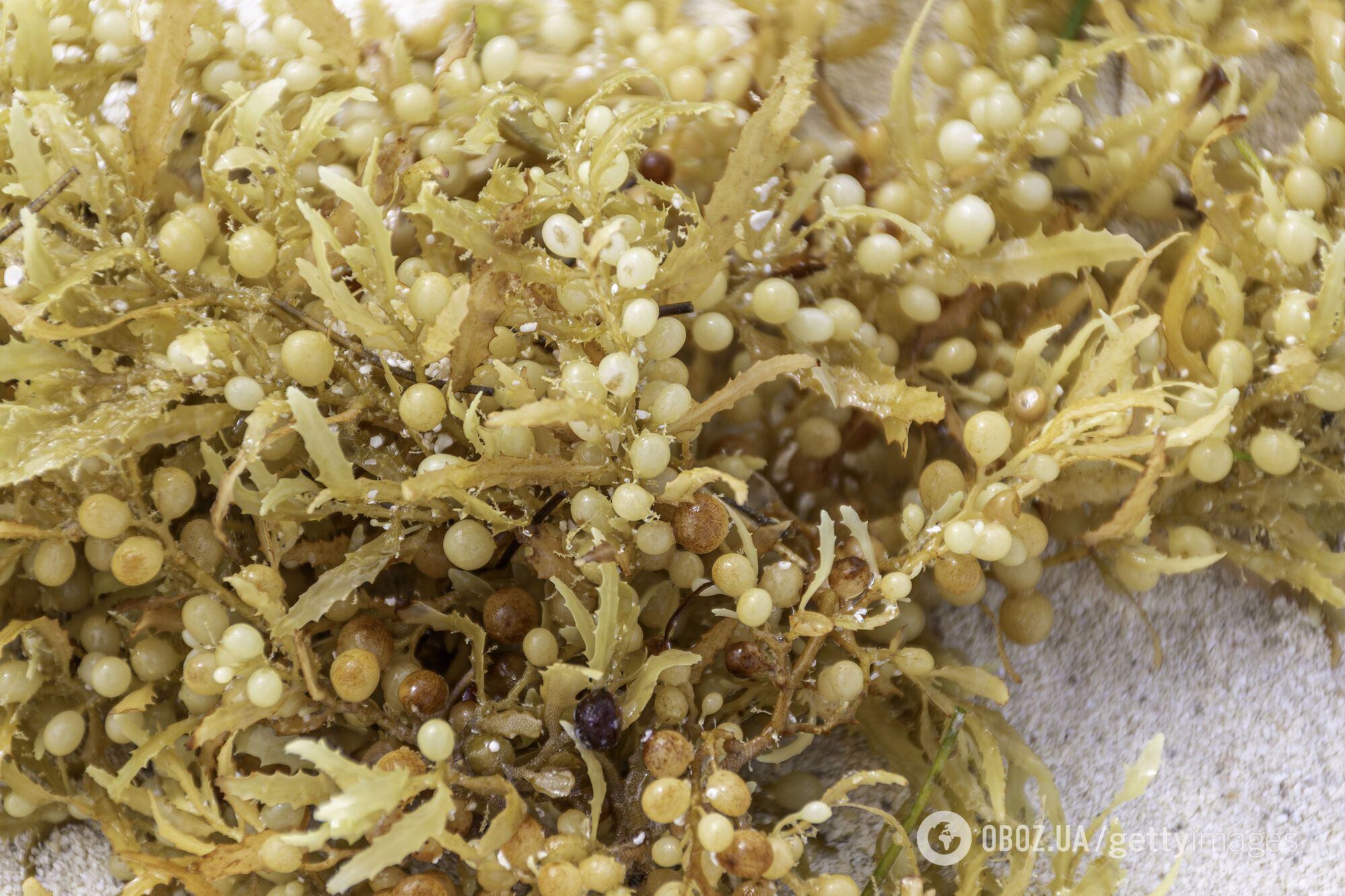 На Земле есть одно море, не имеющее берегов: как так получилось