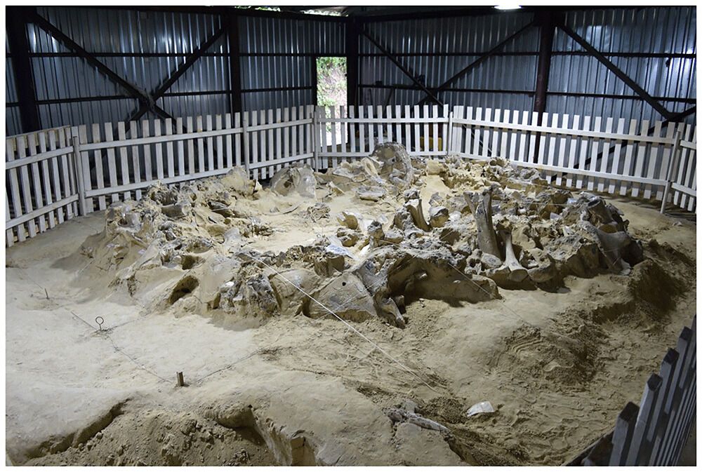 Мамонты помогли людям на территории Украины пережить ледниковый период, – археологи