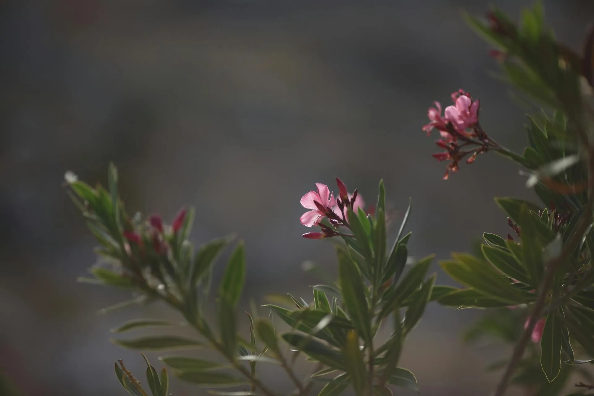 Ніколи не вирощуйте їх: які рослини не підходять для приміщень