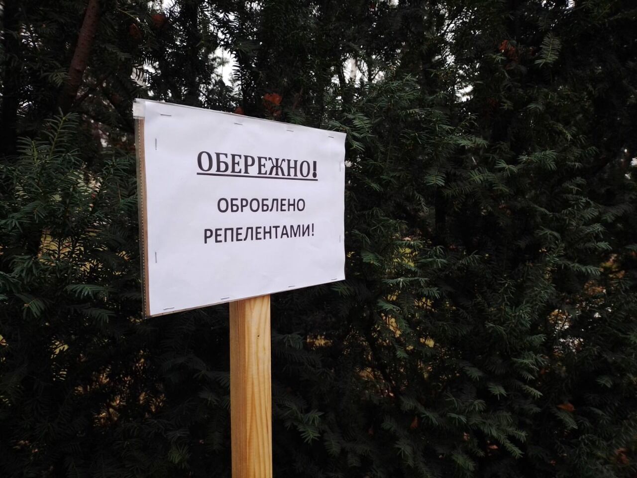 Щоб запобігти незаконному вирубуванню: у Києві хвойні дерева почали оброблювати спеціальними речовинами