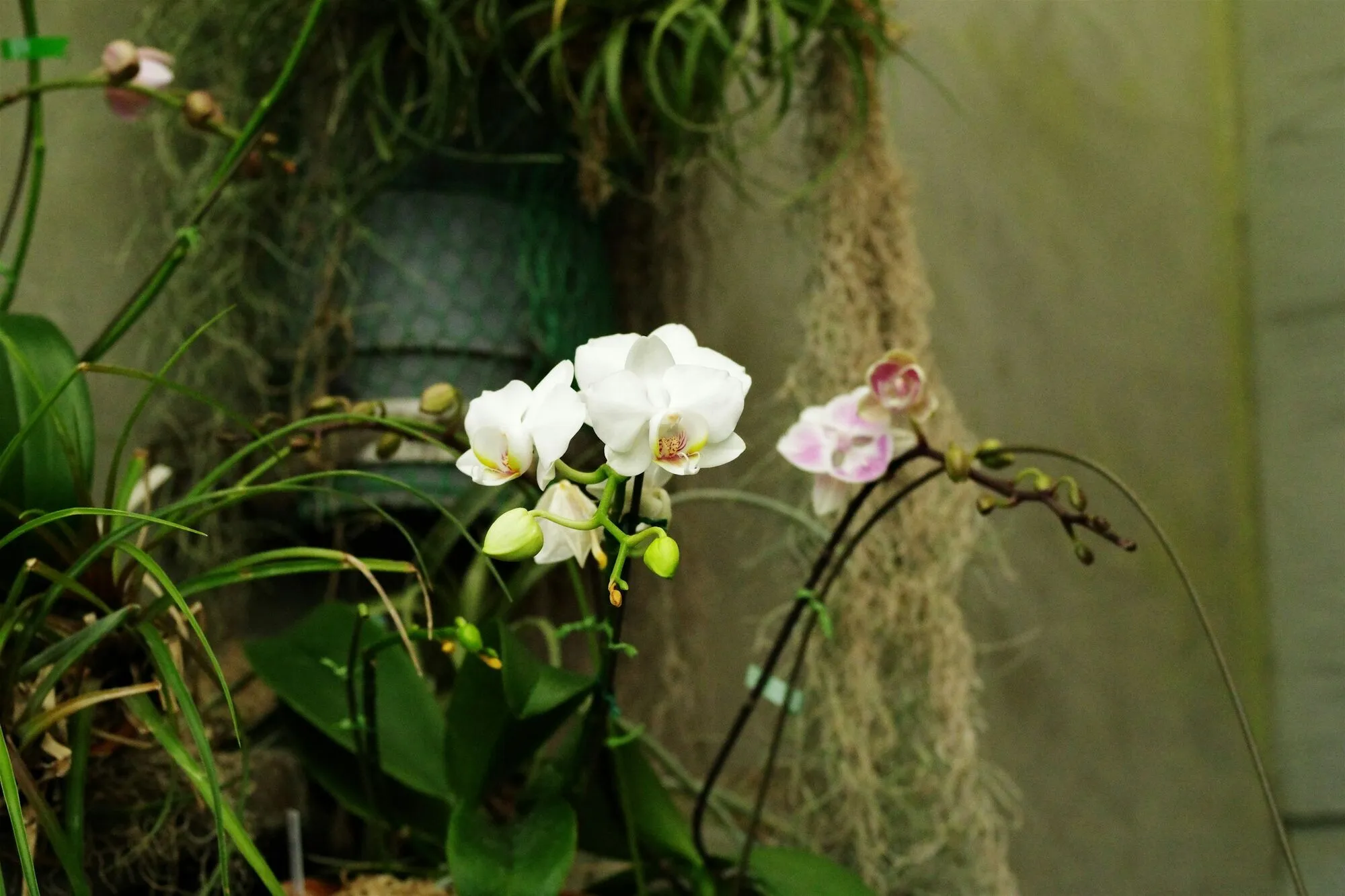 Как пересаживать орхидеи: эффективные советы