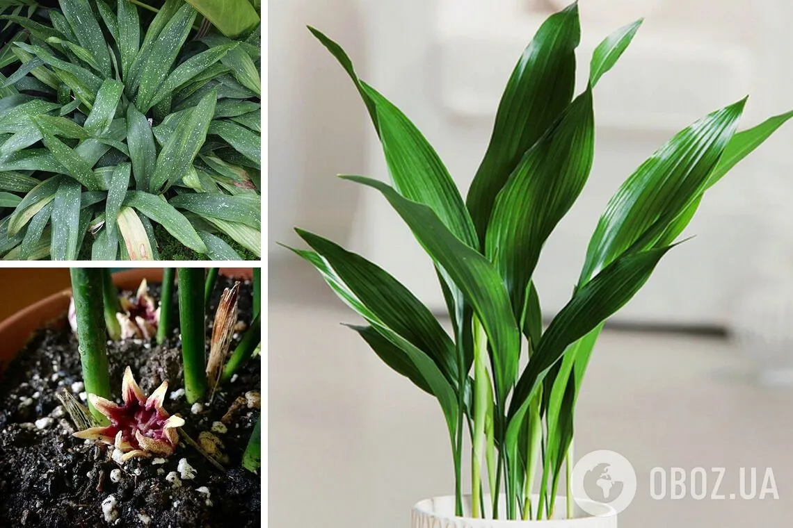 Брак світла – не проблема: 6 рослин, які процвітатимуть навіть у темній кімнаті