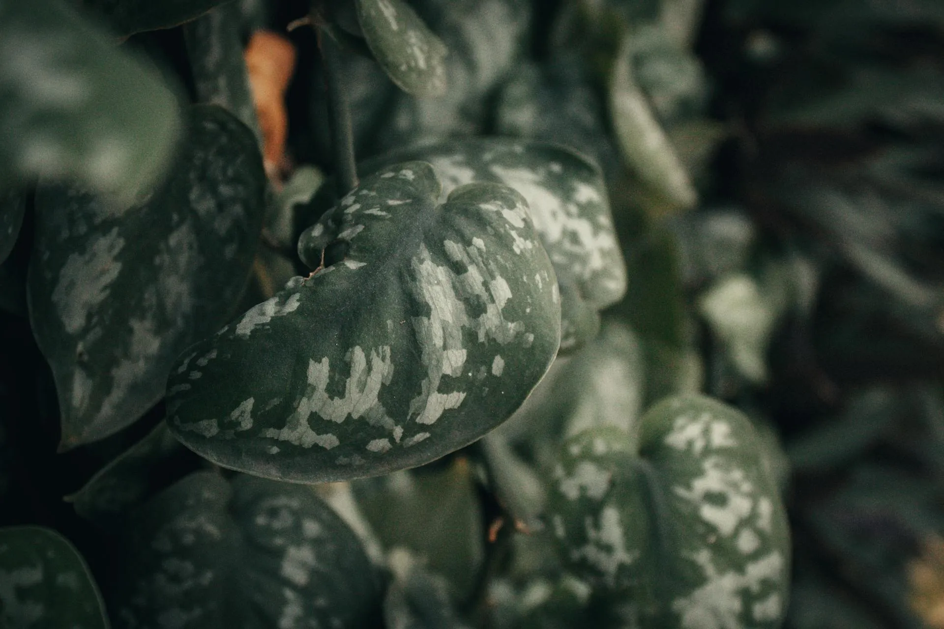 Брак світла – не проблема: 6 рослин, які процвітатимуть навіть у темній кімнаті