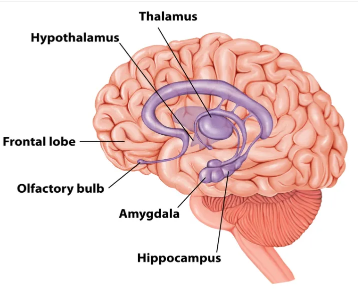 Що відбувається в тілі під час панічної атаки і як запобігти їй: пояснення вчених
