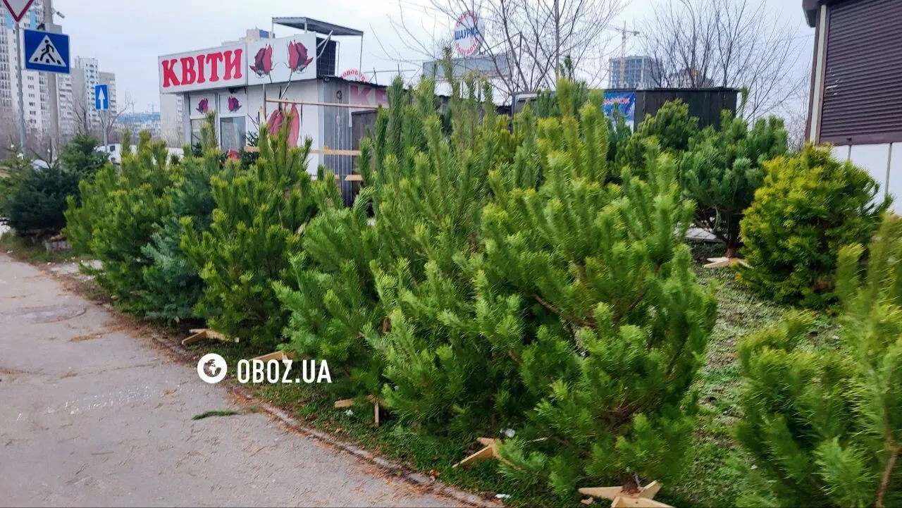От маленьких до больших: стали известны цены на новогодние деревья в Киеве. Фото