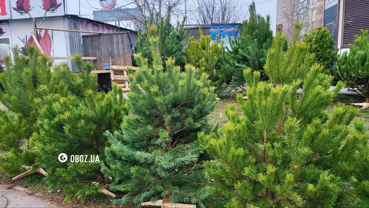От маленьких до больших: стали известны цены на новогодние деревья в Киеве. Фото