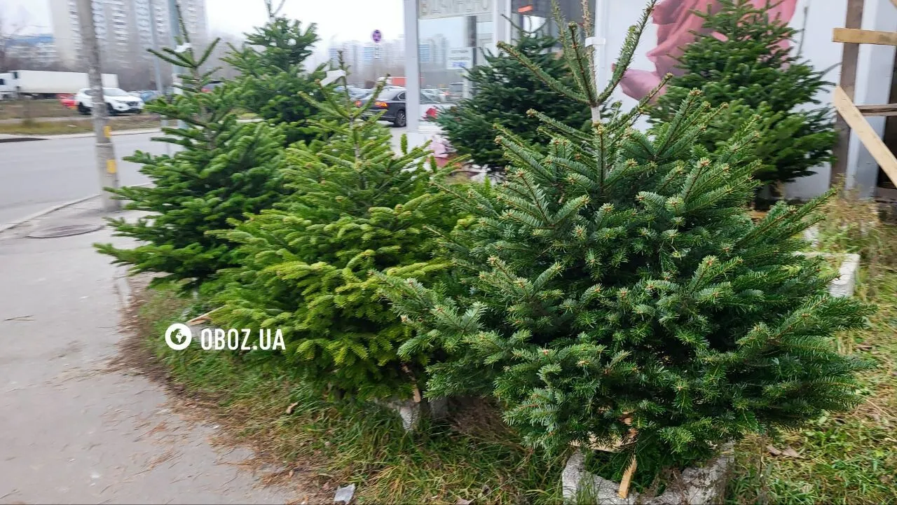 От маленьких до больших: стали известны цены на новогодние деревья в Киеве. Фото