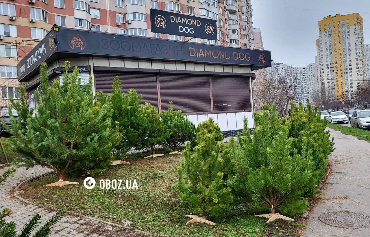 От маленьких до больших: стали известны цены на новогодние деревья в Киеве. Фото