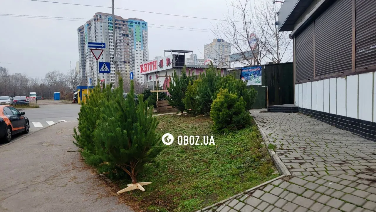 От маленьких до больших: стали известны цены на новогодние деревья в Киеве. Фото