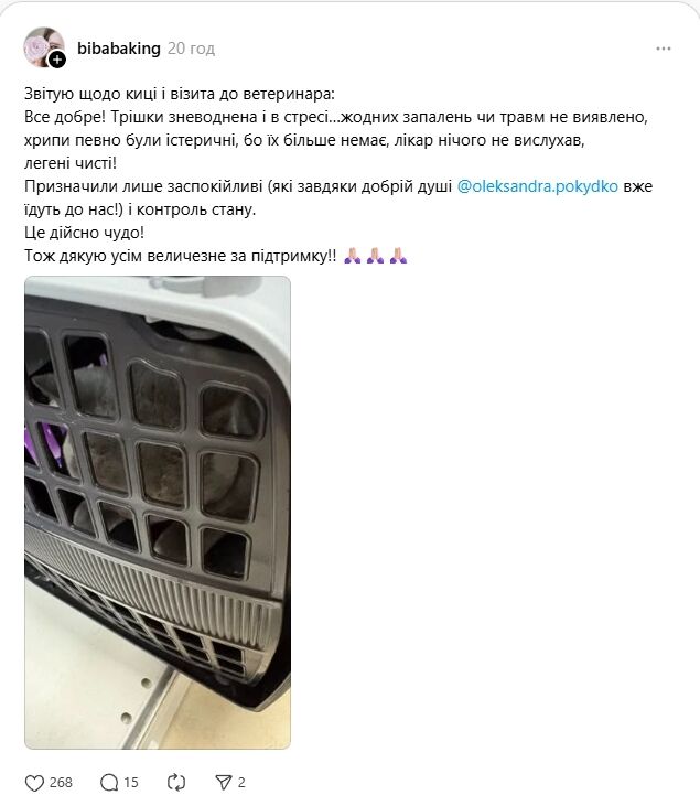 На Київщині жінка через 9 днів знайшла живою кішку, яка пережила удар "Шахеда". Фото та подробиці