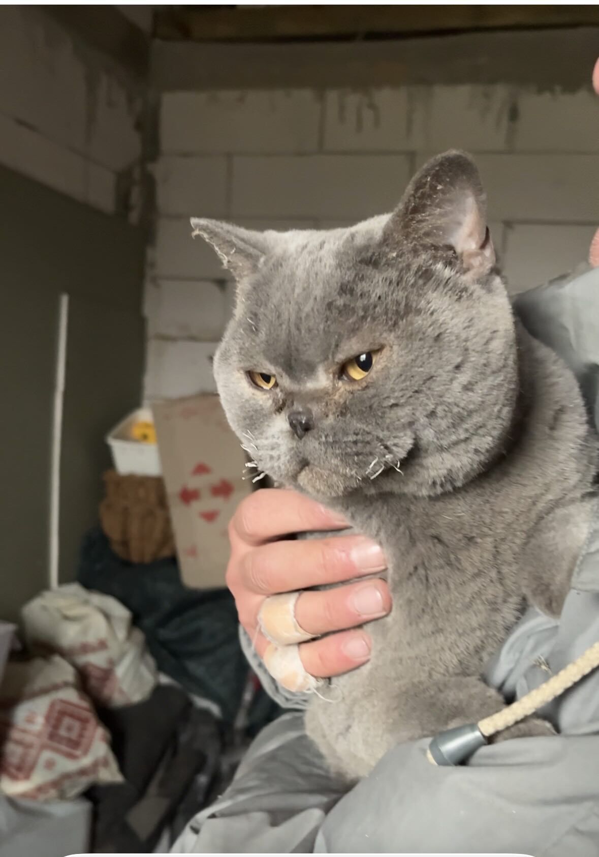 На Київщині жінка через 9 днів знайшла живою кішку, яка пережила удар "Шахеда". Фото та подробиці