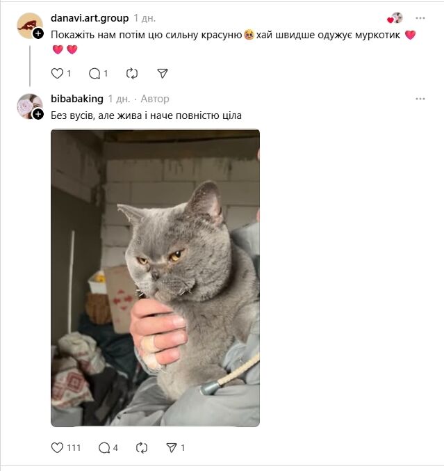 На Київщині жінка через 9 днів знайшла живою кішку, яка пережила удар "Шахеда". Фото та подробиці