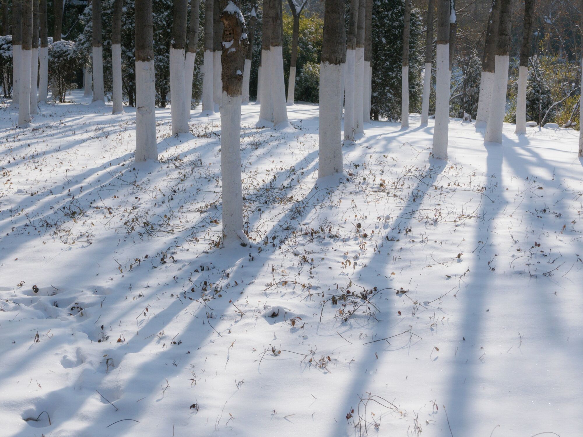 Як захистити вишню і черешню від зимових морозів: поради