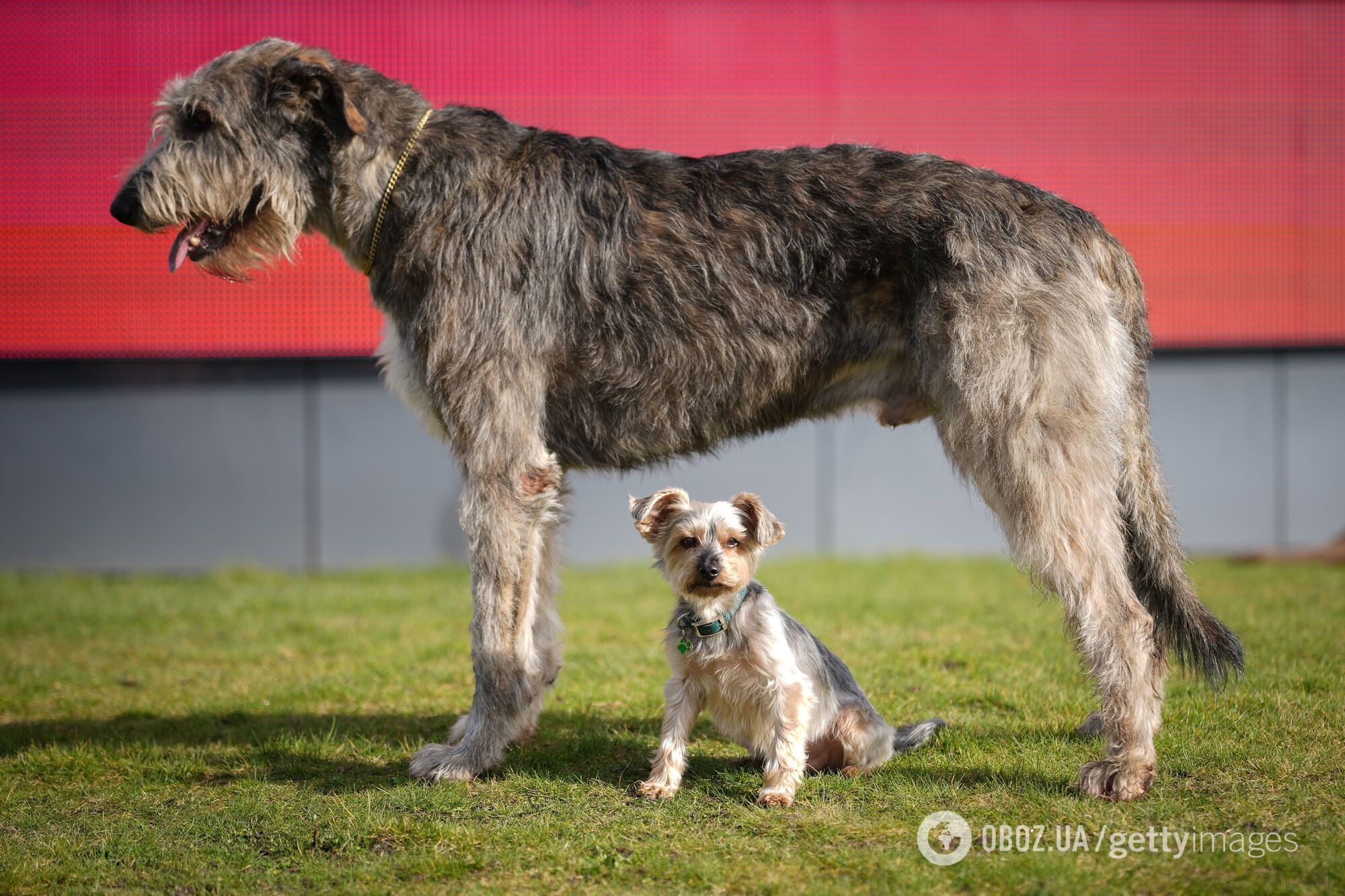 Ветеринар назвал пять пород собак, которые имеют самую короткую продолжительность жизни: одна из них живет всего 5 лет