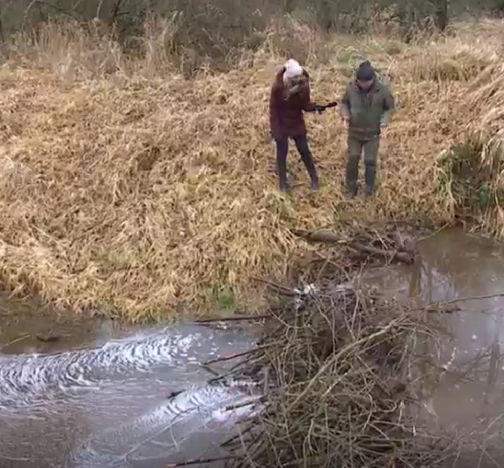 В Чехии бобры построили несколько дамб, чем сэкономили местным властям более 1 млн долларов