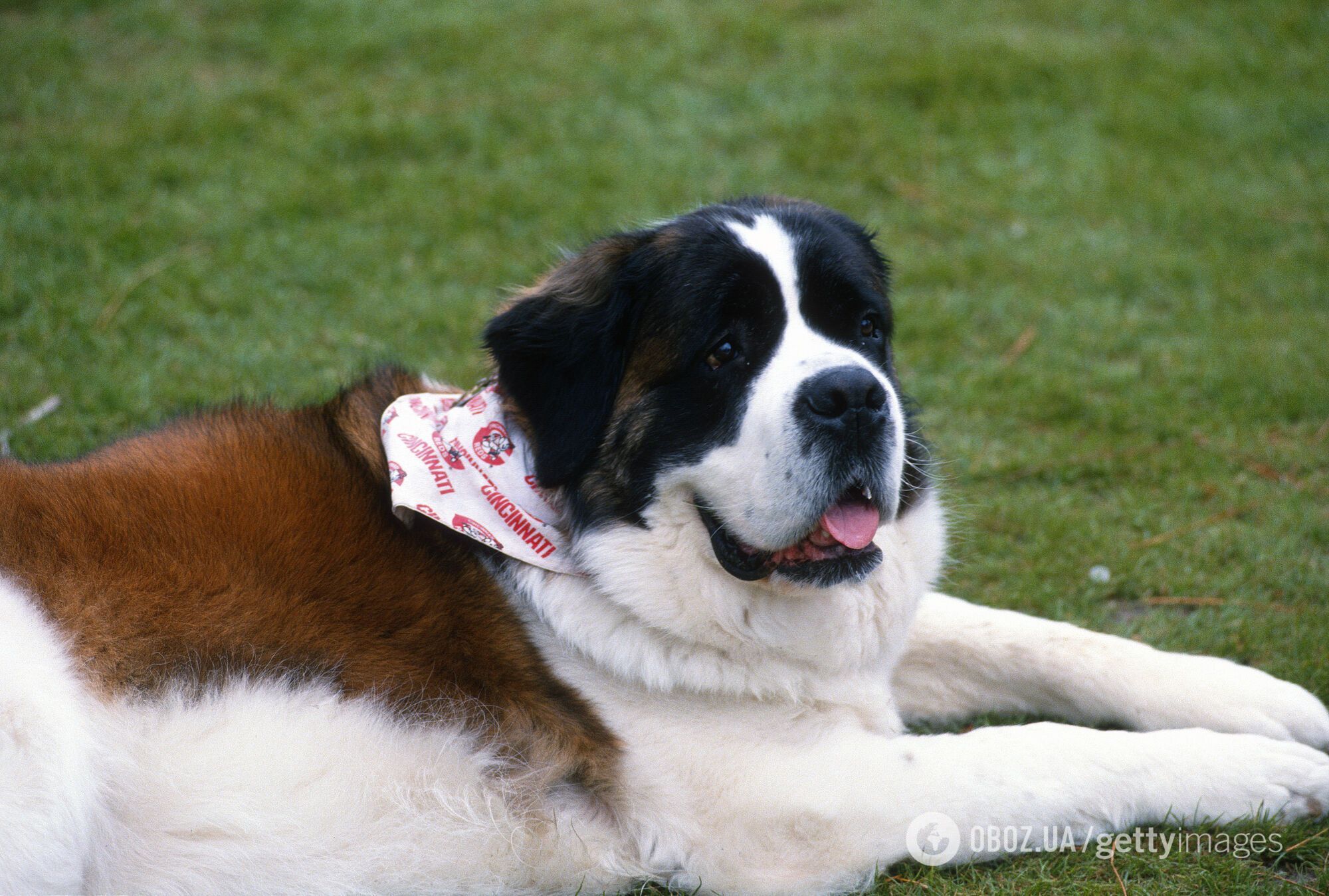 Ветеринар назвал пять пород собак, которые имеют самую короткую продолжительность жизни: одна из них живет всего 5 лет