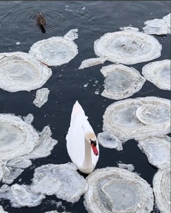 Крижані "млинці": на Київщині помітили незвичайне природне явище. Відео