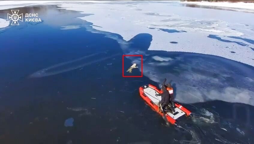 Бросился за лебедем: в Киеве бойцы ГСЧС спасли собаку из ледяной воды Днепра. Видео