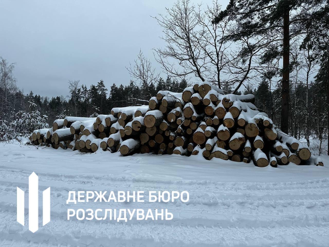 В Чернобыльском заповеднике вырубили 100-летние дубы: злоумышленников поймали