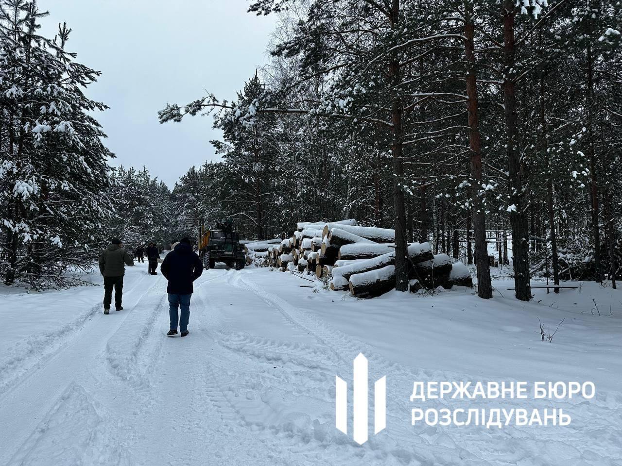 В Чернобыльском заповеднике вырубили 100-летние дубы: злоумышленников поймали