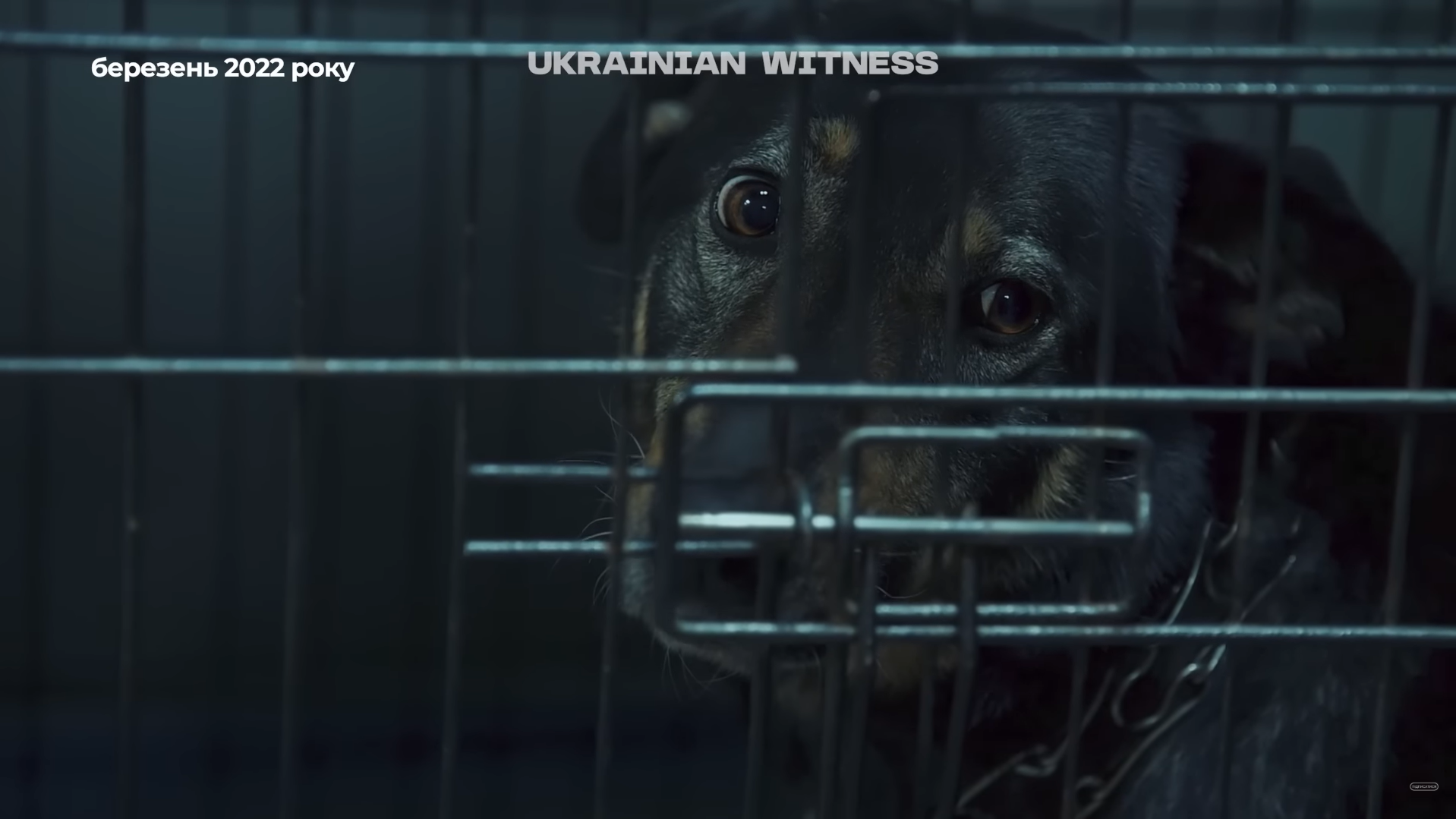 "Їх ми не можемо кинути": як у Києві та передмісті рятували тварин у перші дні повномасштабної війни. Фото та відео
