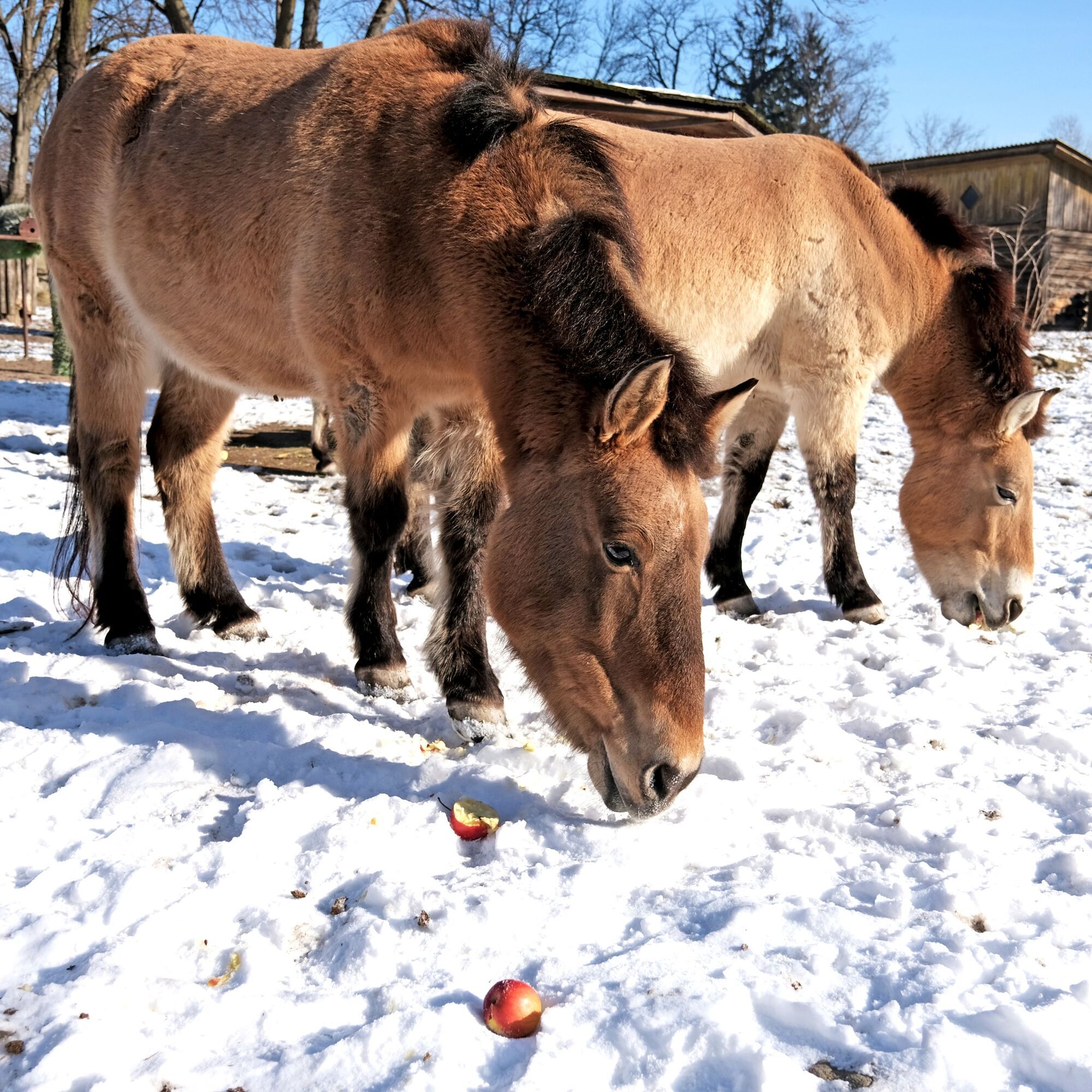 На честь World Horse Day: у Київському зоопарку коней Пржевальського пригостять особливим обідом. Фото
