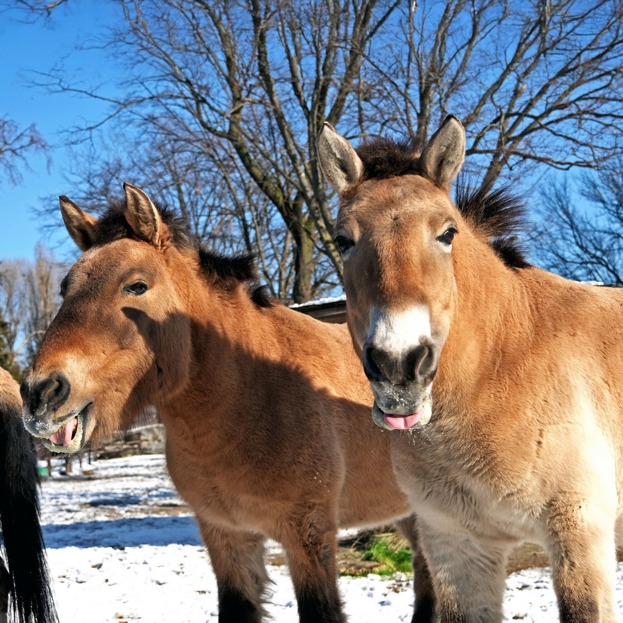 На честь World Horse Day: у Київському зоопарку коней Пржевальського пригостять особливим обідом. Фото