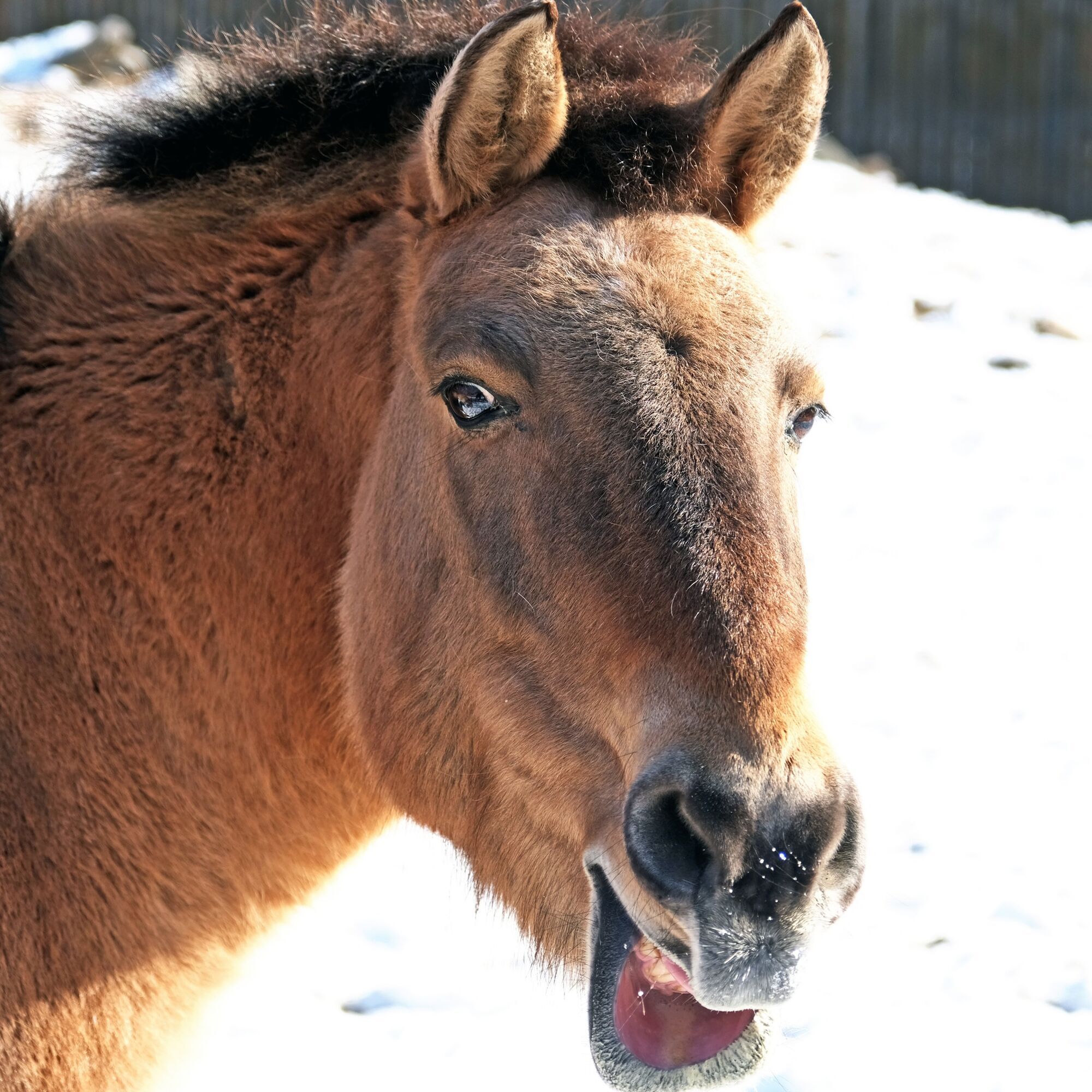 На честь World Horse Day: у Київському зоопарку коней Пржевальського пригостять особливим обідом. Фото
