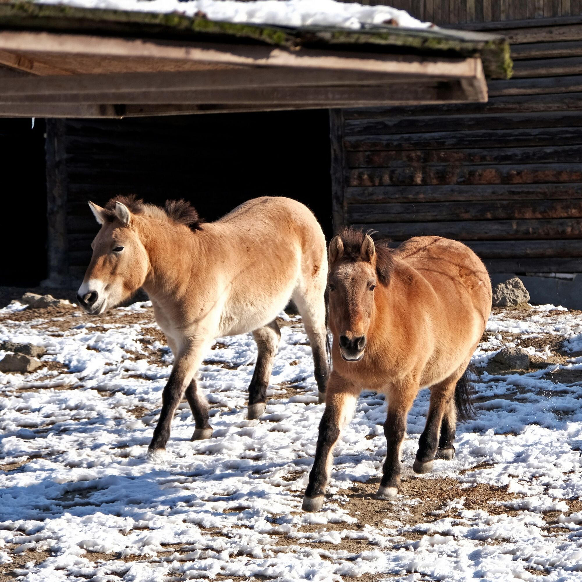 На честь World Horse Day: у Київському зоопарку коней Пржевальського пригостять особливим обідом. Фото
