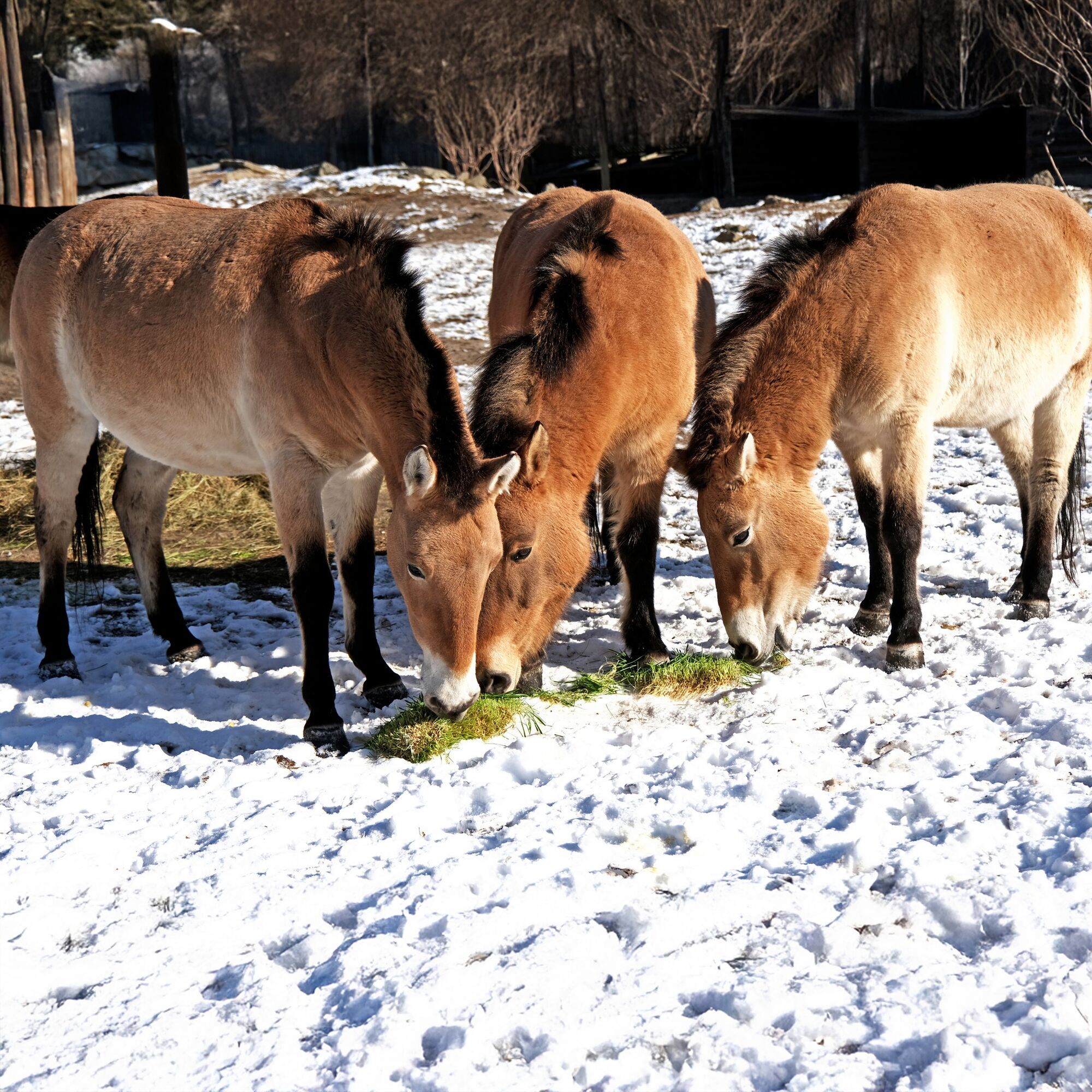 На честь World Horse Day: у Київському зоопарку коней Пржевальського пригостять особливим обідом. Фото