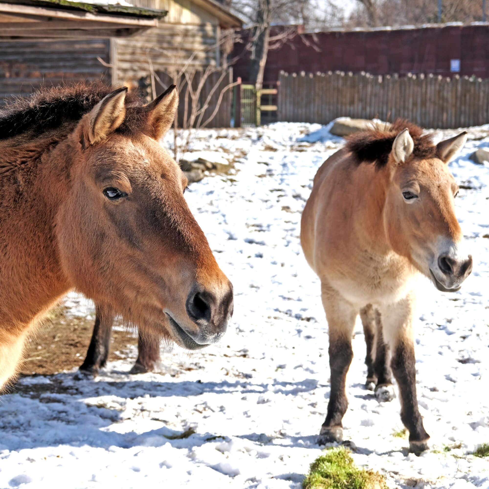 На честь World Horse Day: у Київському зоопарку коней Пржевальського пригостять особливим обідом. Фото