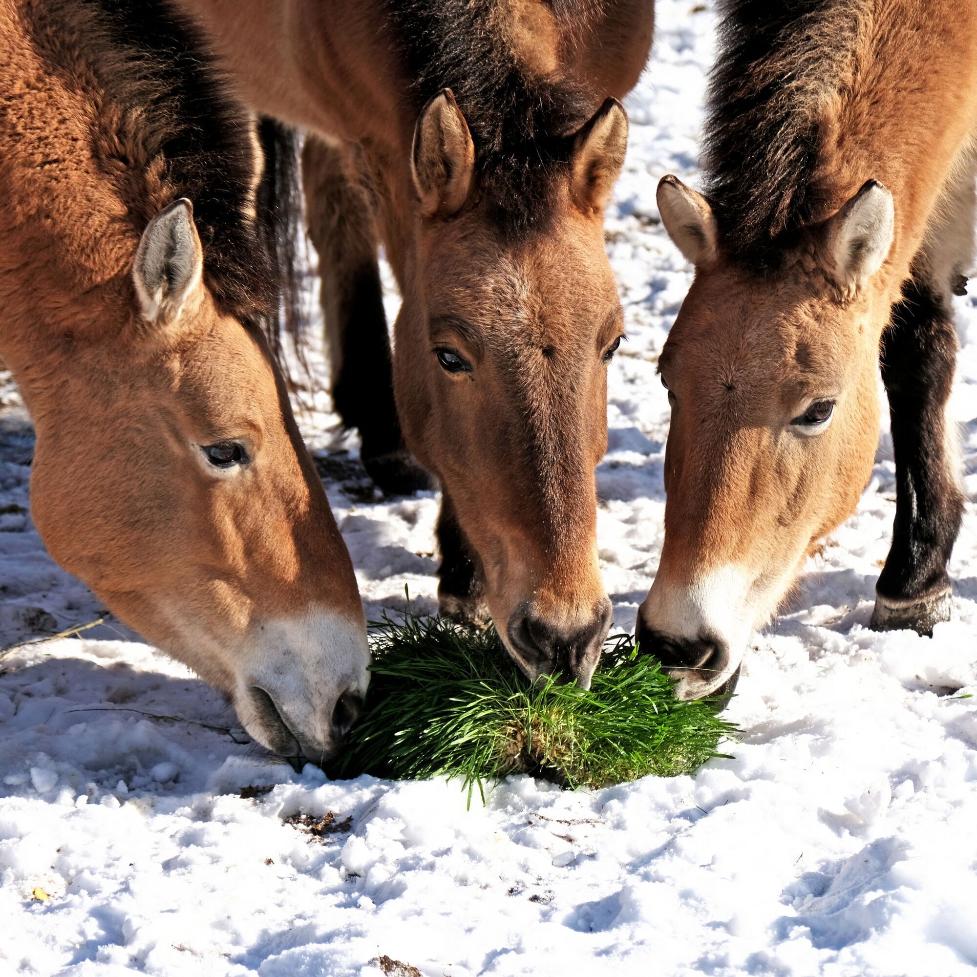 На честь World Horse Day: у Київському зоопарку коней Пржевальського пригостять особливим обідом. Фото