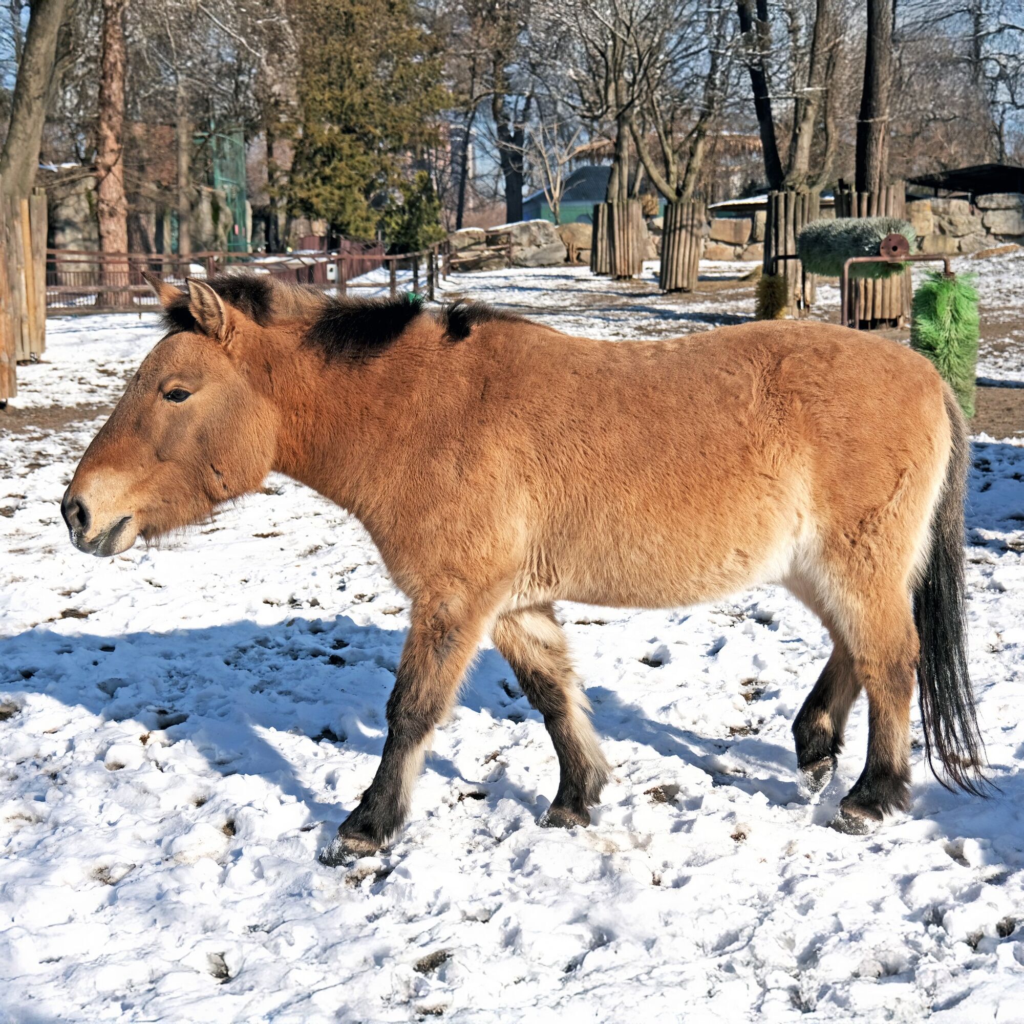На честь World Horse Day: у Київському зоопарку коней Пржевальського пригостять особливим обідом. Фото