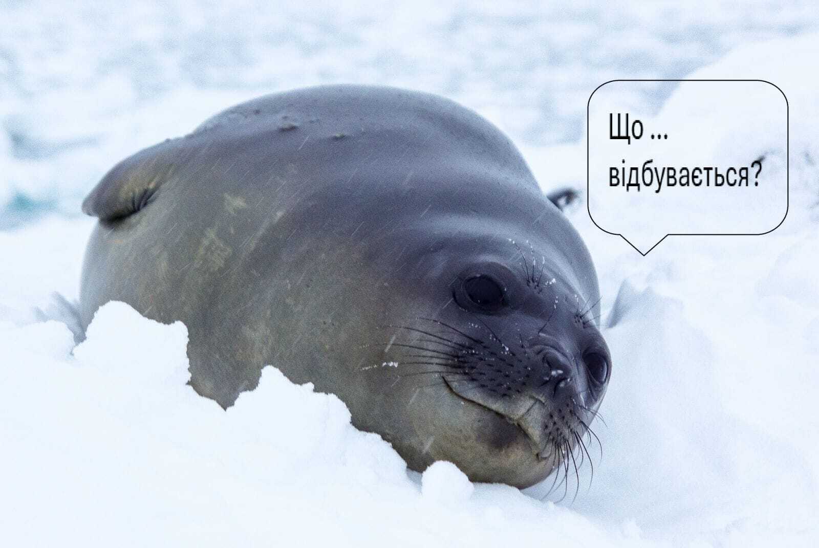 Тюлені релаксують, а пінгвіни полюють: біля "Вернадського" зафіксували цікаву картину. Відео