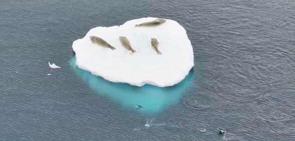 Тюлені релаксують, а пінгвіни полюють: біля "Вернадського" зафіксували цікаву картину. Відео